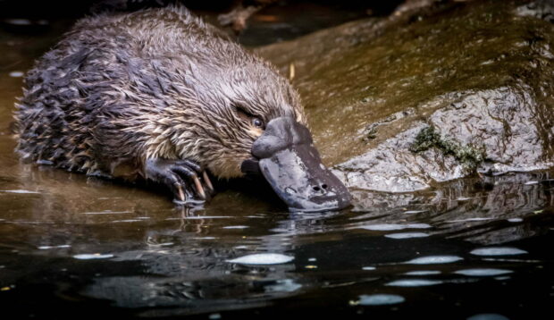 A close up of a platypus drinking water near a rock in a natural habitat