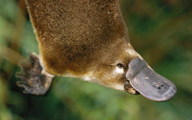 A close up of a platypus swimming underwater in a natural environment