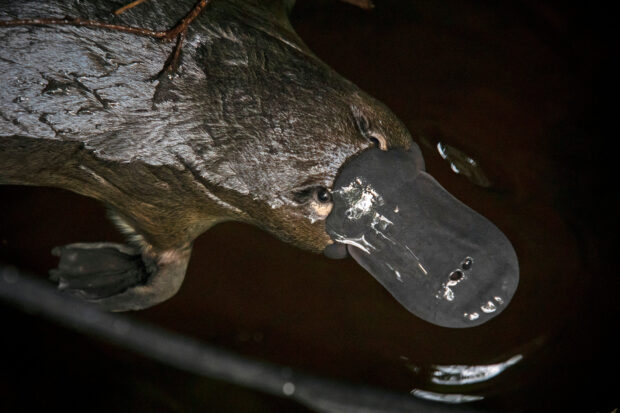 A close up of a platypus swimming underwater with visible bill and eye
