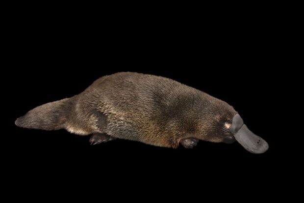A close up of a platypus lying on a black background with detailed brown fur and a duck bill shaped snout