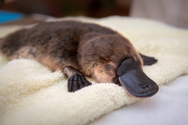 A close up of a platypus resting on a soft towel with detailed fur and bill visible