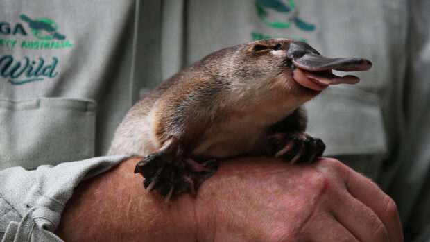 A platypus resting on a person’s hand showing its unique features and claws