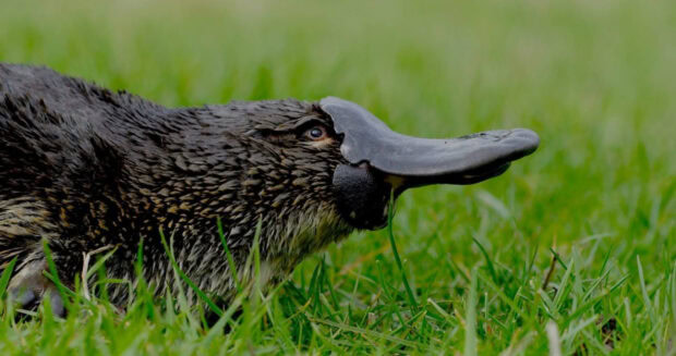 Close up of a platypus resting on green grass in natural habitat