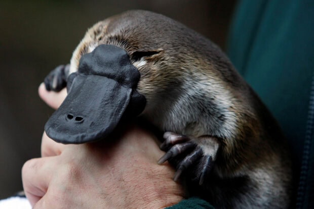 A close up of a platypus resting on a person hand showing its bill and claws