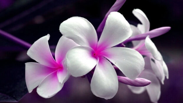 Close up of plumeria flowers with white petals and pink centers on a dark background