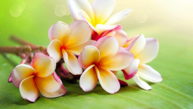 A close up view of plumeria flowers resting on a green leaf with soft sunlight in the background