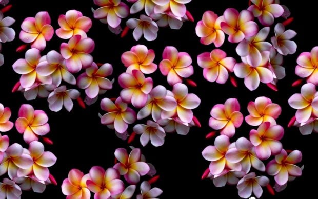 A pattern of vibrant plumeria flowers with pink and yellow petals on a black background