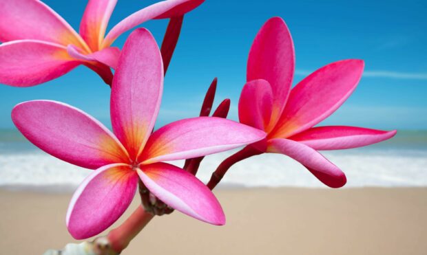Pink plumeria flowers blooming near the beach with clear blue sky in the background