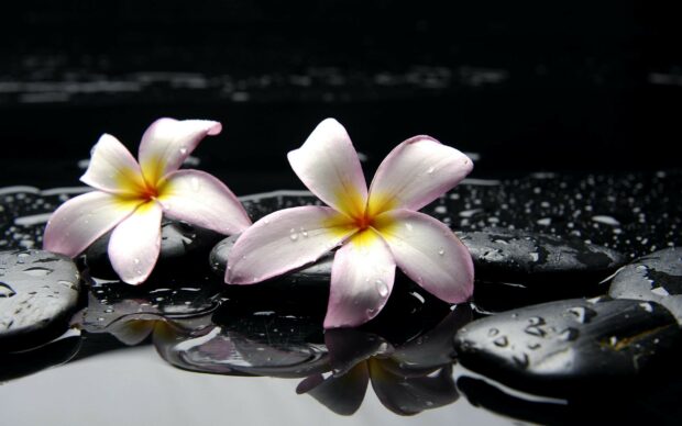 Two plumeria flowers resting on wet black stones with water droplets and reflections