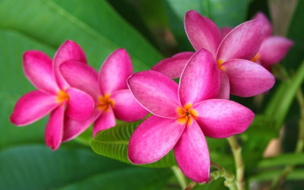 Vibrant plumeria flowers bloom with lush green leaves in high detail