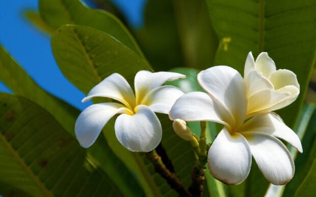 Close up of plumeria flowers blooming with green leaves and clear blue sky background