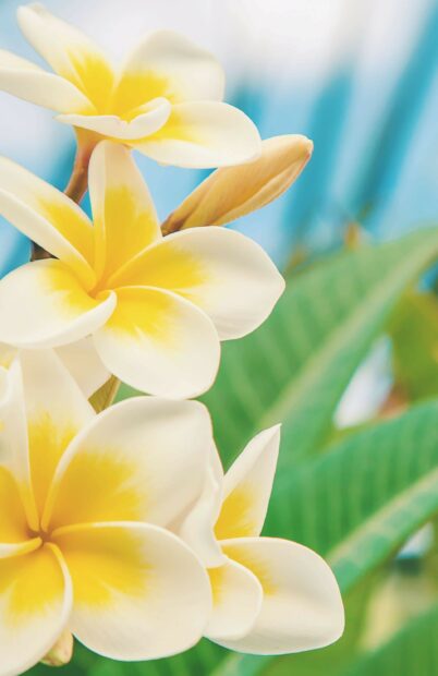 A close up of plumeria flowers blooming with green leaves in the background