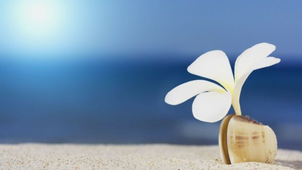 White plumeria flower growing from a seashell on sandy beach with ocean background