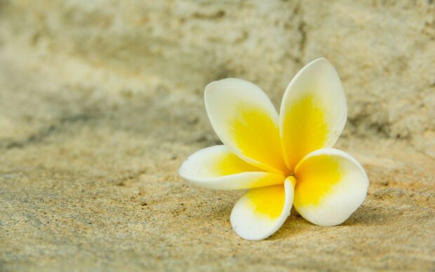 A plumeria flower resting on a sandy surface with vivid yellow and white petals