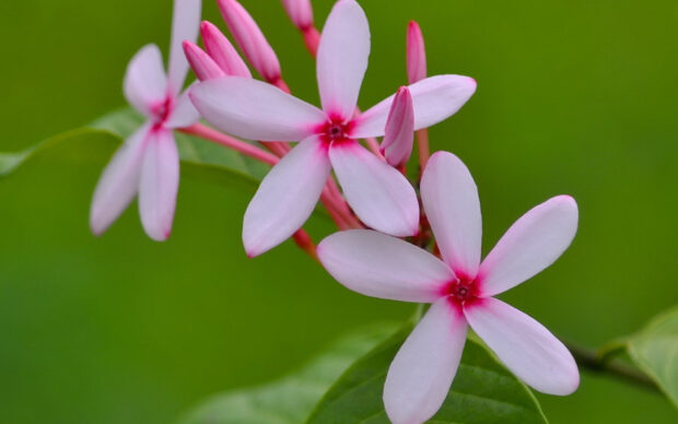 Close up of plumeria flowers blooming on a green leafy branch