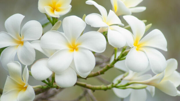 A close up of blooming plumeria flowers with white petals and yellow centers on a branch