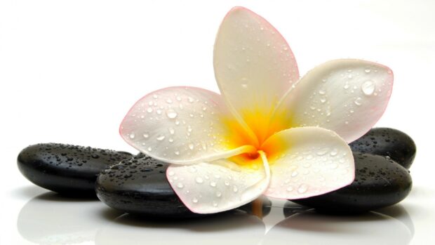 White plumeria flower with water droplets on smooth black stones