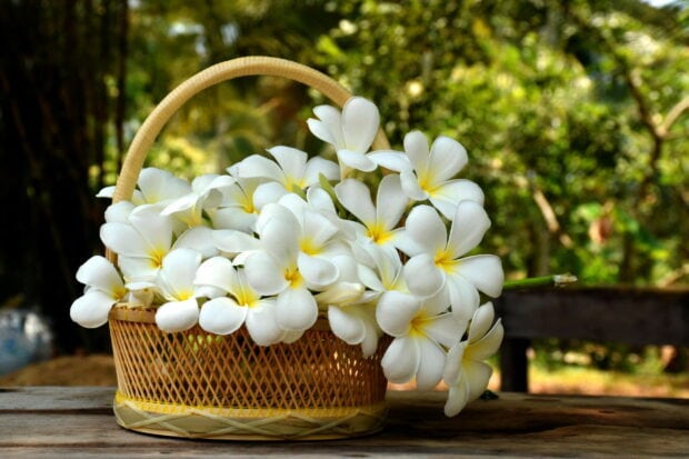 White plumeria flowers arranged beautifully in a woven basket on a wooden surface
