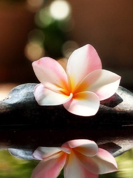 A close up of plumeria flower resting on a rock with its reflection in the water