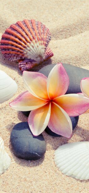A plumeria flower lying on smooth black stones surrounded by seashells on sandy beach