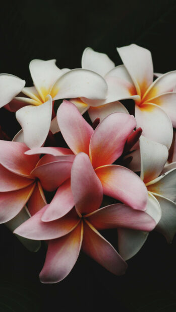 A close up of vibrant plumeria flowers in pink and white shades