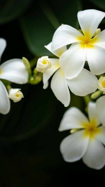 Close up of blooming plumeria with white petals and yellow center on dark background