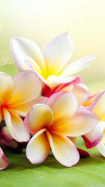 Close up of fresh plumeria flowers with soft yellow and pink tones on green leaf