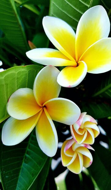 Close up of plumeria flowers blooming with green leaves in the background