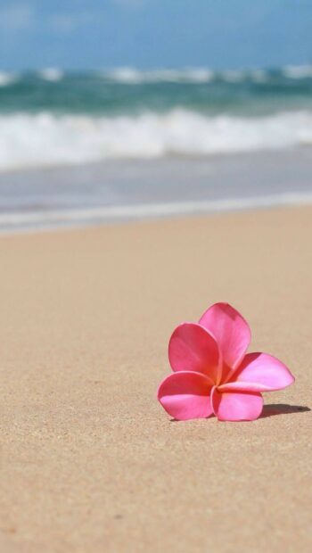 A single pink plumeria flower resting on sandy beach with ocean waves in the background