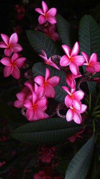 Bright pink plumeria fully bloomed among dark green leaves in high definition