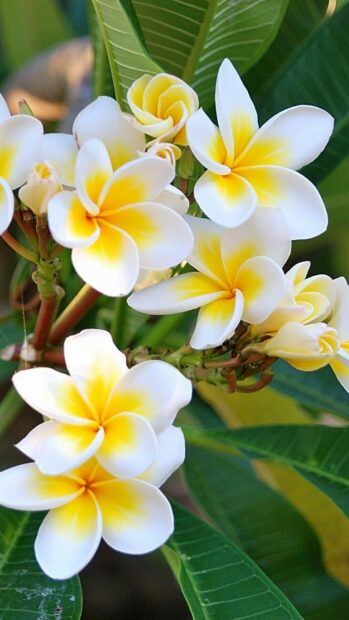 A cluster of plumeria flowers with yellow and white petals blooming among green leaves