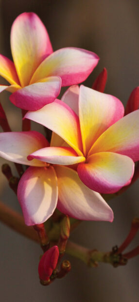 Close up of plumeria flower showing vibrant yellow and pink petals in natural light