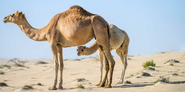 A camel and its calf in the Qatar desert landscape under clear blue sky