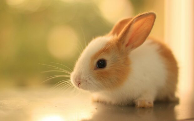 A cute young rabbit with white and brown fur sitting on a reflective surface in soft natural light