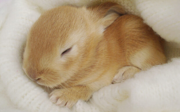 A sleeping baby rabbit nestled in a soft white blanket