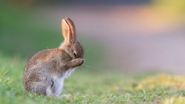 A small wild rabbit cleaning its face while sitting on grass in nature