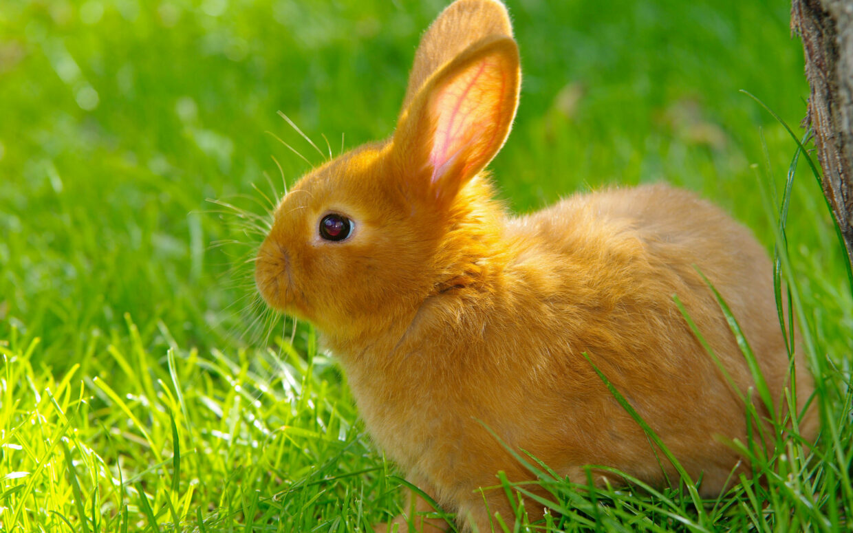 Rabbit Wallpapers - PixelsTalk