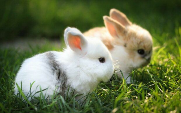 Two adorable rabbits resting on green grass in a natural outdoor setting