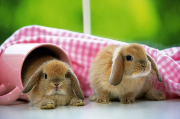 Two brown rabbits sitting near a pink cup with a checkered cloth in the background