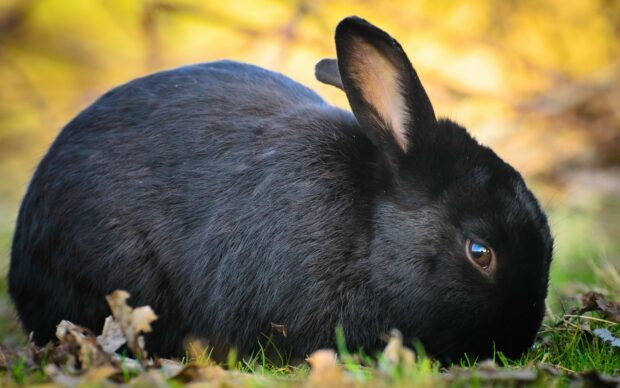 A black rabbit resting on grass with a blurred yellow background