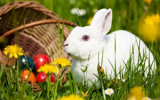 White rabbit sitting in green grass with colorful eggs and yellow flowers around