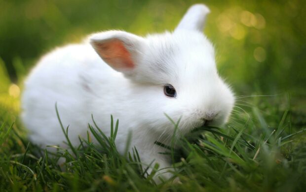 A white rabbit eating green grass in a natural outdoor setting