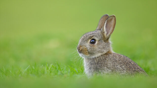 A close up of a rabbit sitting on the green grass in natural light