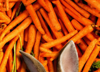 A rabbit wearing a denim jacket relaxing on a pile of fresh carrots in a playful setting