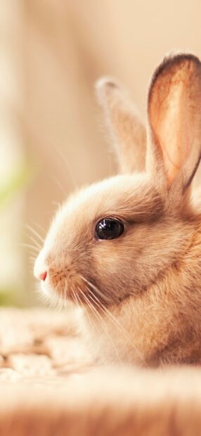 A close up of a rabbit with soft fur and a clear eye looking to the side