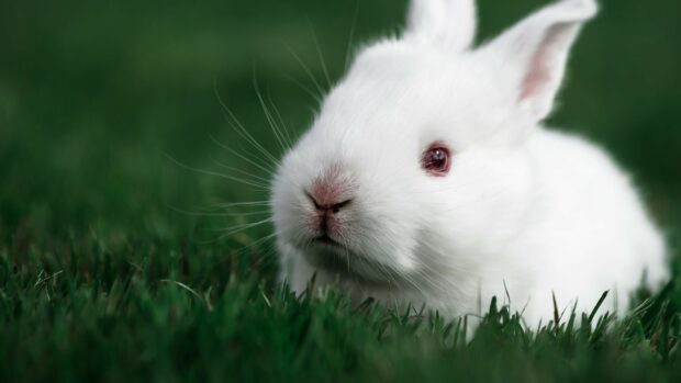 A white rabbit resting on green grass with clear fur details and bright eyes