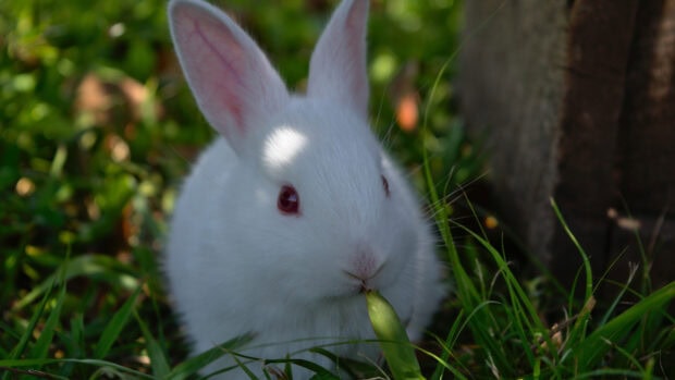 White rabbit eating green leaf in the grass outdoors