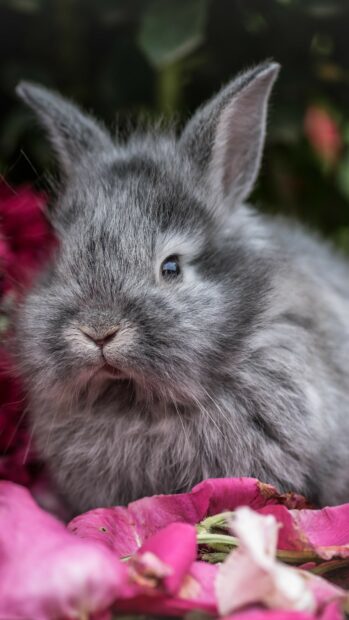 Fluffy gray rabbit surrounded by pink flower petals in a close up view