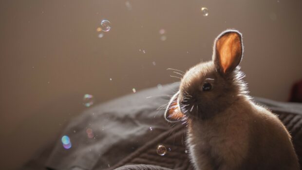 A cute rabbit with fluffy fur surrounded by floating bubbles in soft light