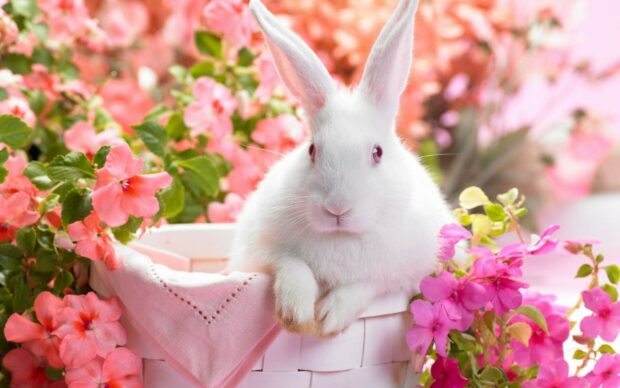 A white rabbit resting in a basket surrounded by pink flowers and green leaves